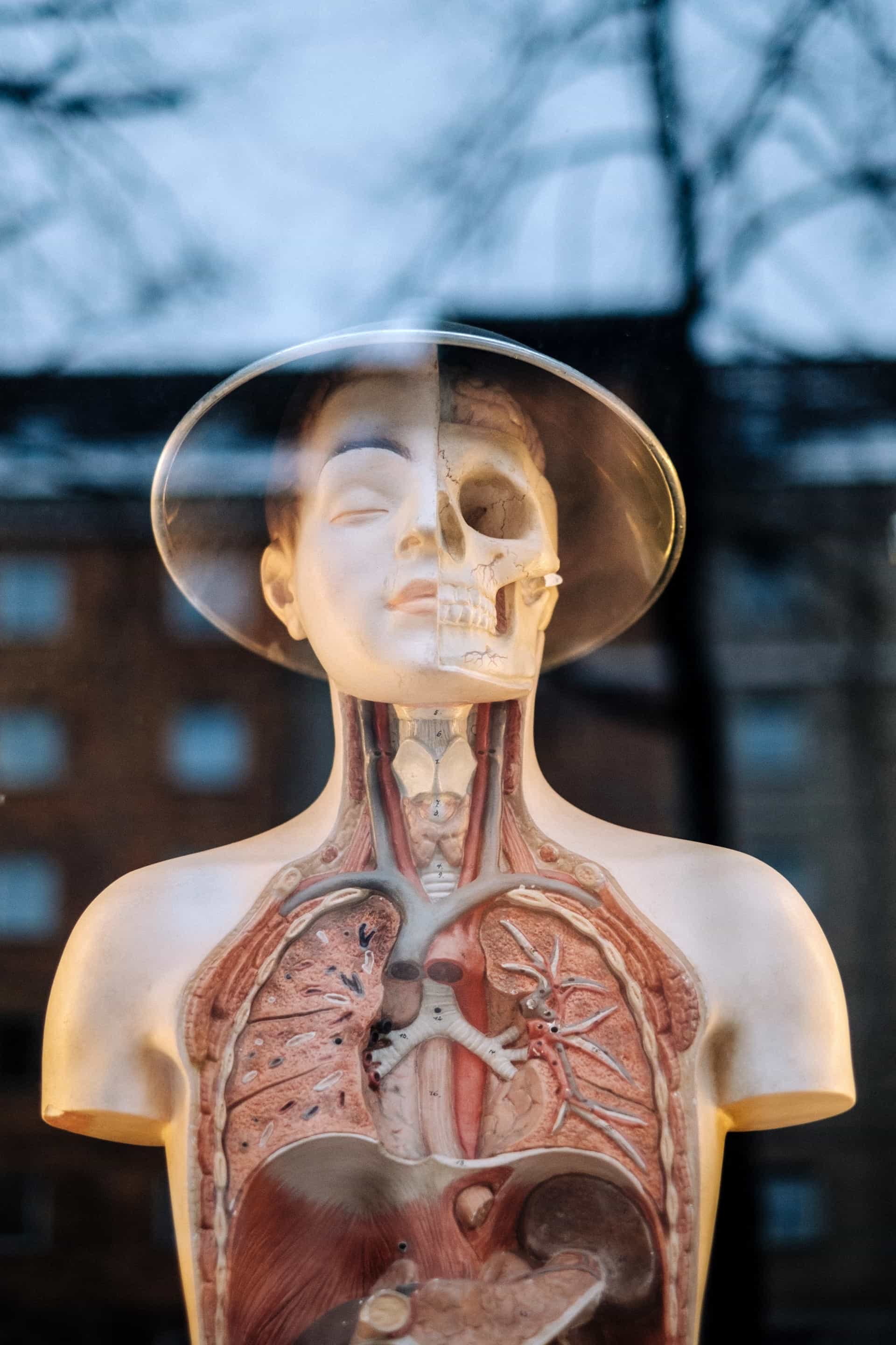 Anatomy
